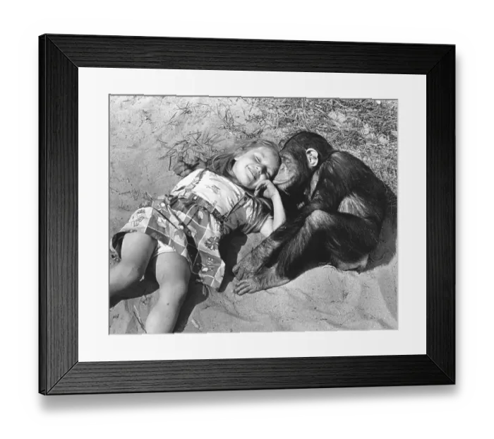 Framed Print : Girl and chimpanzee cuddling on the beach