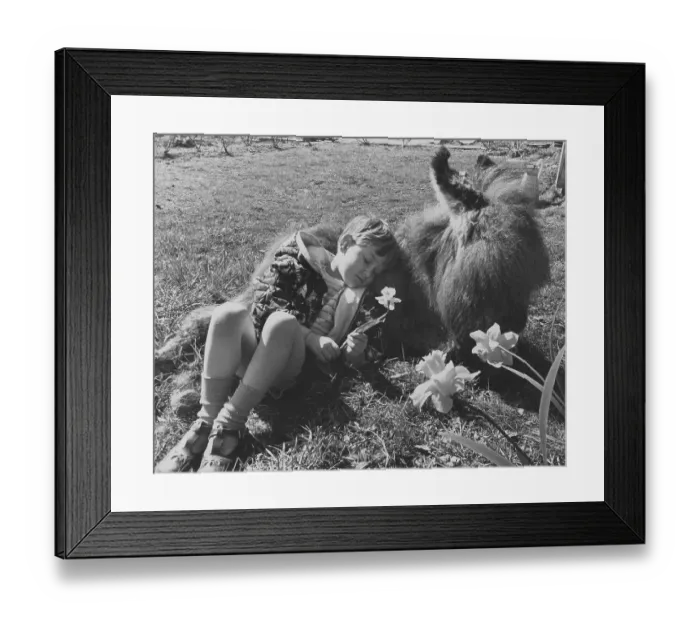 Framed Print : Boy sleeps on a donkey, England, Great Britain