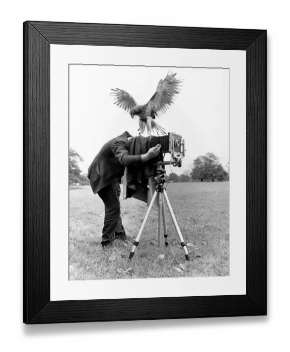 Framed Print : Photographer with Bird of Prey