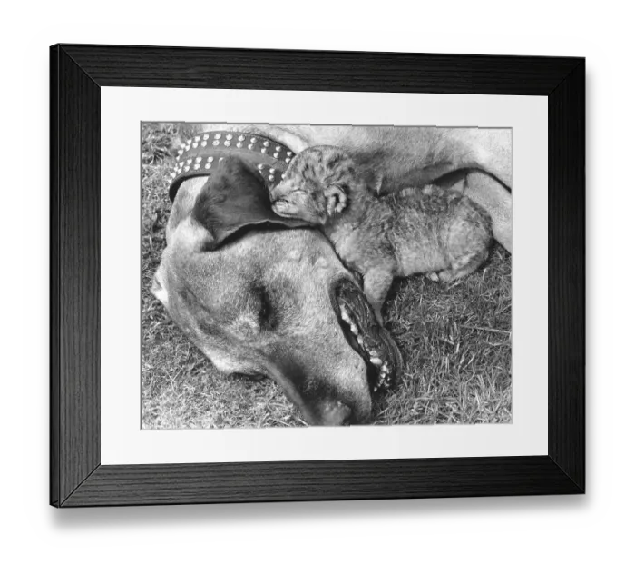 Framed Print : Dog and baby lion, England, Great Britain