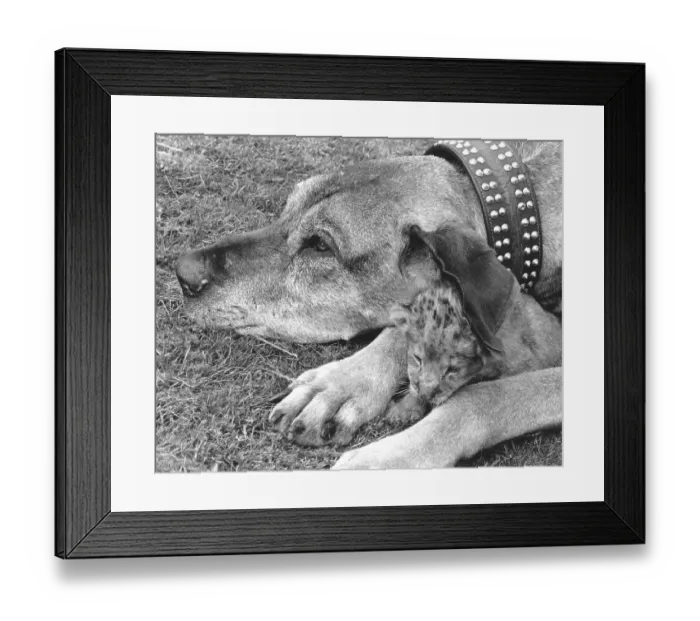 Framed Print : Dog and baby lion, England, Great Britain Framed Print : Dog and baby lion, England, Great Britain