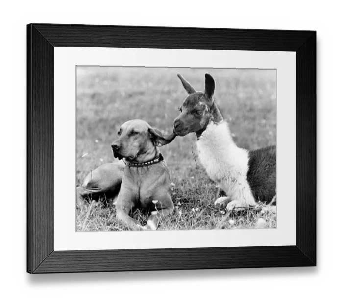 Framed Print : Llama nibbles dog at the ear, England