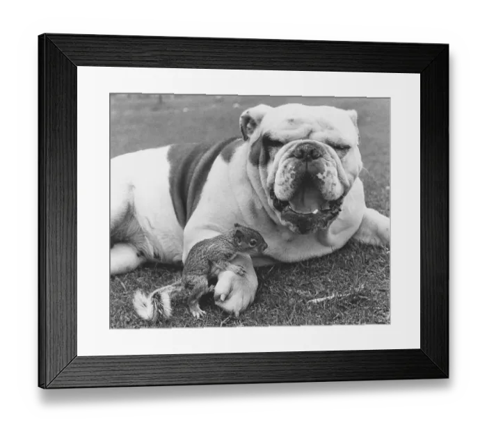 Framed Print : Bulldog and squirrel, England, Great Britain