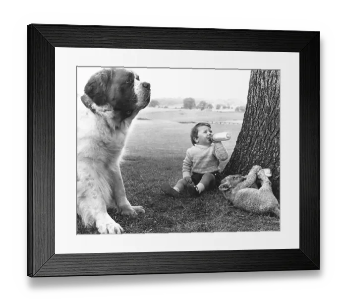 Framed Print : Boy and baby lion drink milk with St Framed Print : Boy and baby lion drink milk with St
