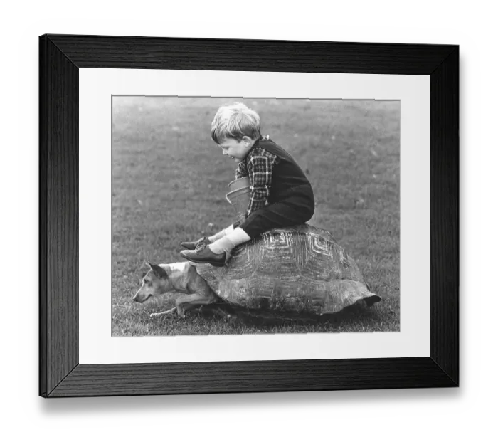 Framed Print : Boy and a dog playing with a turtle shell Framed Print : Boy and a dog playing with a turtle shell