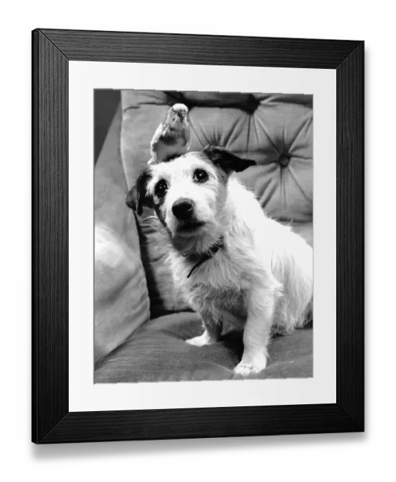 Framed Print : Dog with budgie sitting on his head