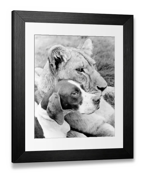 Framed Print : Dog and Lion cuddling, England, Great Britain Framed Print : Dog and Lion cuddling, England, Great Britain