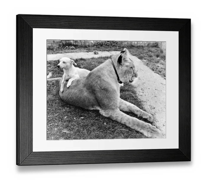 Framed Print : Dog and Lion cuddling, England, Great Britain Framed Print : Dog and Lion cuddling, England, Great Britain