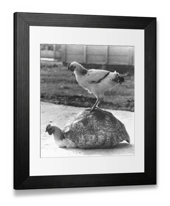 Framed Print : Two chickens play with a tortoise shell Framed Print : Two chickens play with a tortoise shell