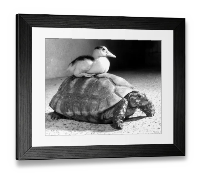 Framed Print : Duck sitting on a turtle, England, Great Britain Framed Print : Duck sitting on a turtle, England, Great Britain