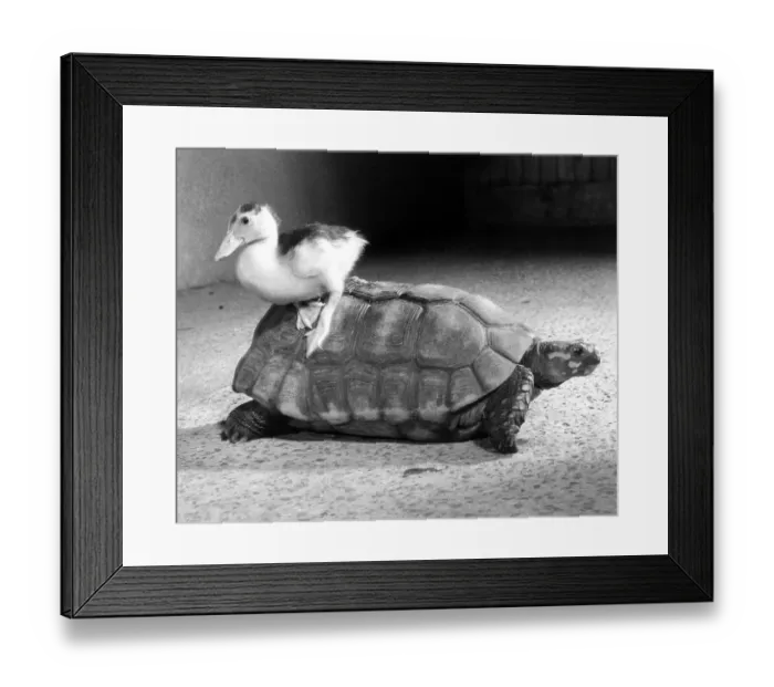 Framed Print : Duck plays with turtle, England, Great Britain Framed Print : Duck plays with turtle, England, Great Britain