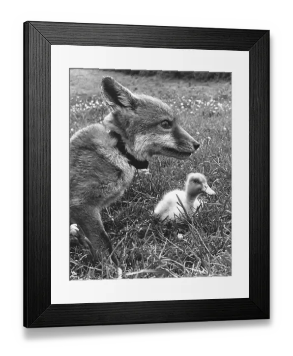 Framed Print : Fox with small duck, England, Great Britain