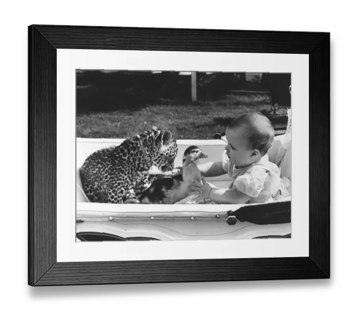 Framed Print : Baby with leopard and duck in a stroller