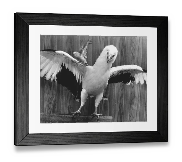 Framed Print : Eagle with parakeet, England, Great Britain