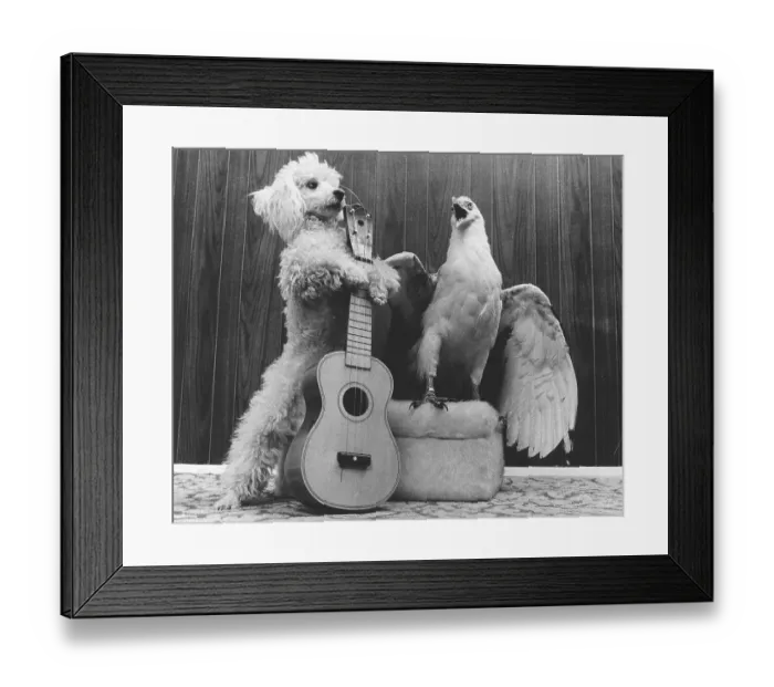 Framed Print : Poodle and eagle playing guitar Framed Print : Poodle and eagle playing guitar