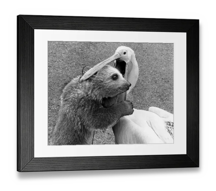 Framed Print : Little bear in the beak of a pelican