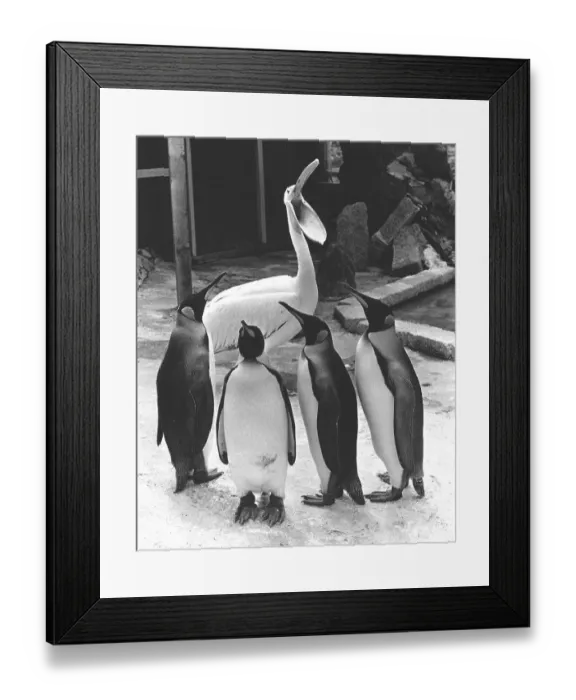 Framed Print : Pelican and penguins speak to each other Framed Print : Pelican and penguins speak to each other
