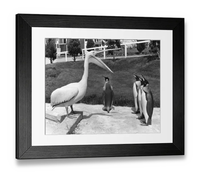Framed Print : Pelican and penguins speak to each other
