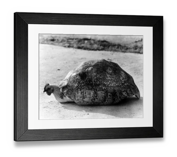 Framed Print : Chicken under a tortoise shell