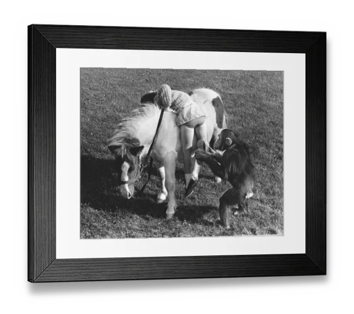 Framed Print : Monkey helps girl on a pony, England