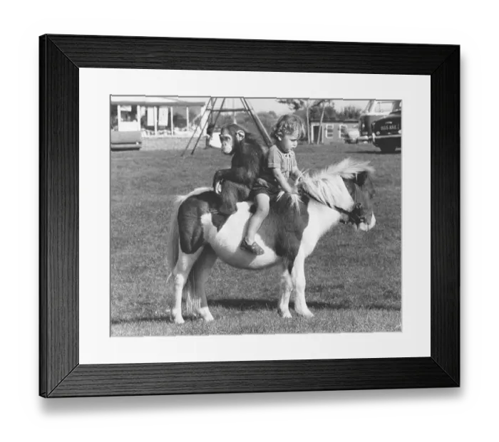 Framed Print : Child and monkey ride on a pony