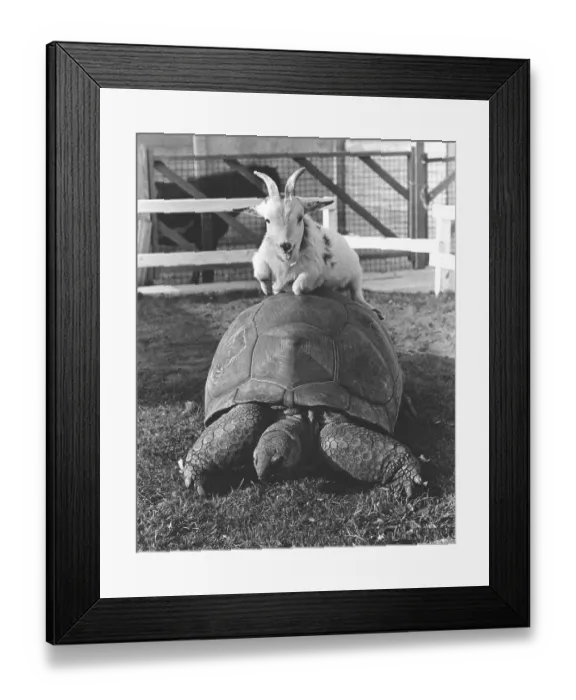 Framed Print : Goat sits on a turtle, England, Great Britain Framed Print : Goat sits on a turtle, England, Great Britain