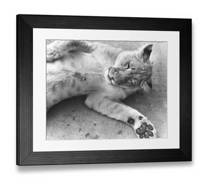 Framed Print : Little mouse on the belly of a lion