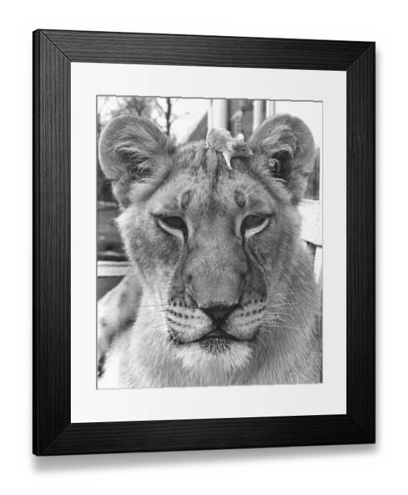 Framed Print : Little mouse climbs on the head of a lion