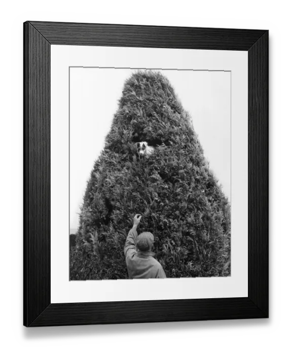 Framed Print : Man with Jack Russell Terrier in a tree Framed Print : Man with Jack Russell Terrier in a tree