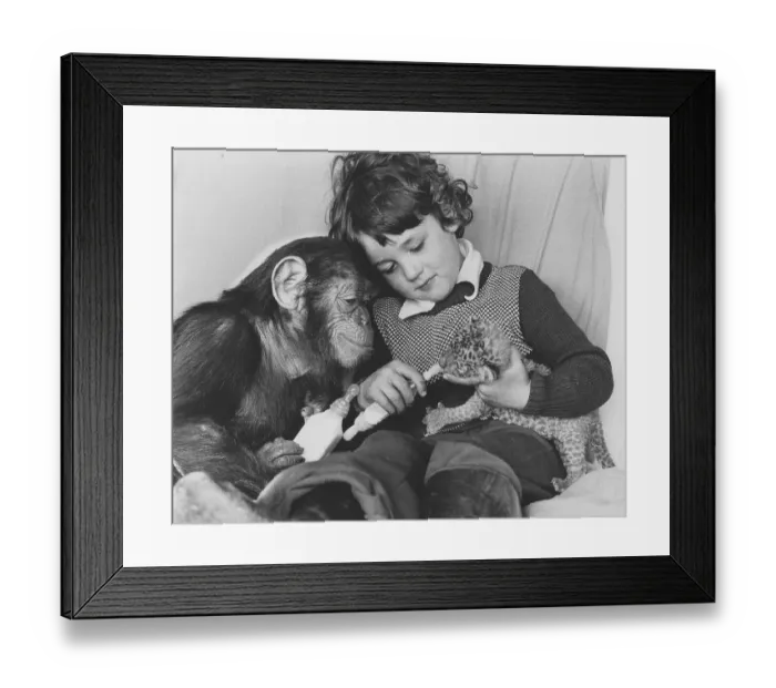 Framed Print : Chimpanzee and a boy feeding a baby predator Framed Print : Chimpanzee and a boy feeding a baby predator