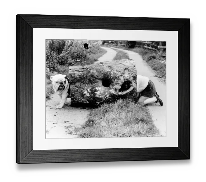 Framed Print : Child playing with Bulldog, England, Great Britain