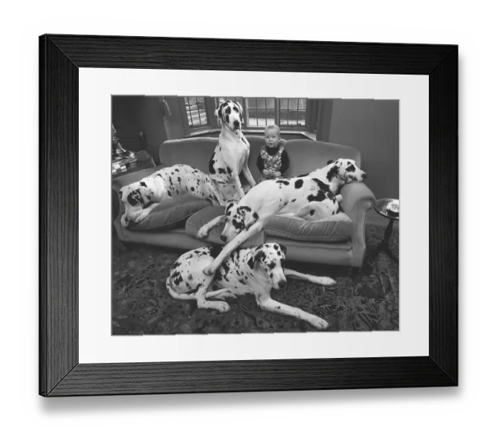 Framed Print : Child sits with Dalmatians on the sofa Framed Print : Child sits with Dalmatians on the sofa