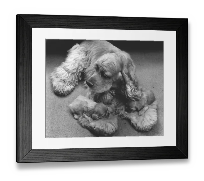 Framed Print : Cocker Spaniel with two puppies Framed Print : Cocker Spaniel with two puppies