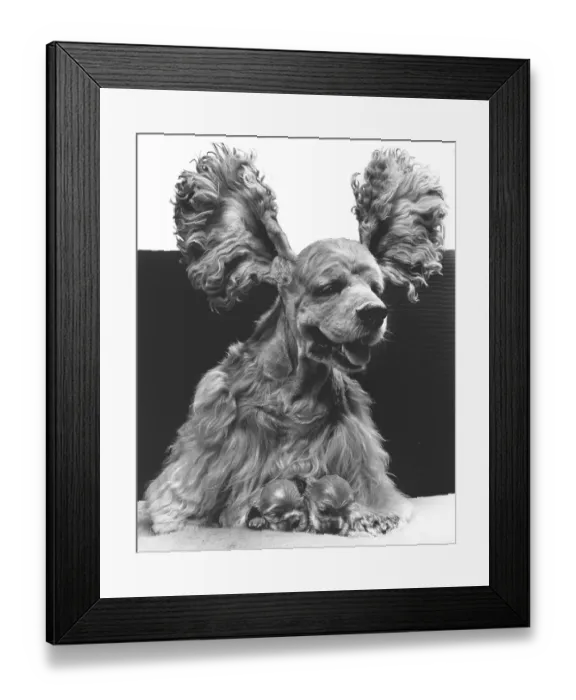 Framed Print : Cocker Spaniel with two puppies