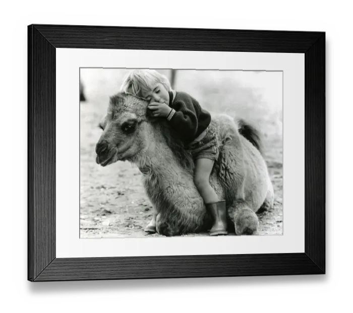 Framed Print : Child sleeps on camel, England, Great Britain