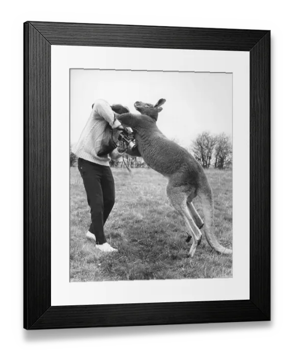 Framed Print : Man boxing with kangaroo, England, Great Britain
