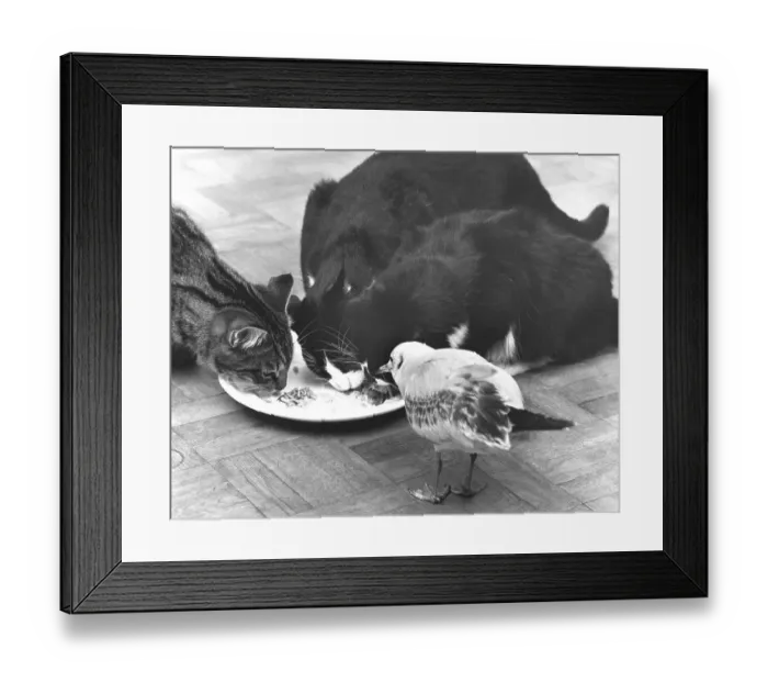 Framed Print : Cats and a bird eat together, England Framed Print : Cats and a bird eat together, England