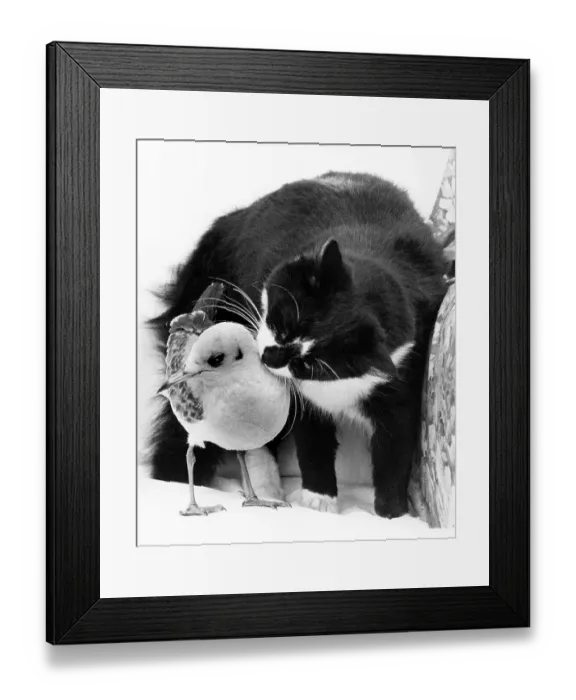 Framed Print : Cat cuddling with a bird, England, Great Britain Framed Print : Cat cuddling with a bird, England, Great Britain