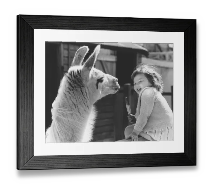 Framed Print : Girl with a Llama, England, Great Britain