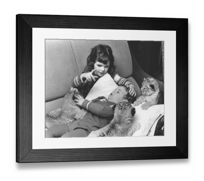 Framed Print : Girls and boys play with baby lions Framed Print : Girls and boys play with baby lions