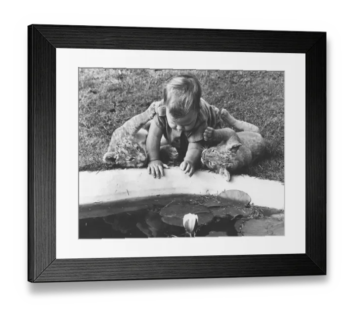 Framed Print : Toddler plays with baby lions in the garden Framed Print : Toddler plays with baby lions in the garden