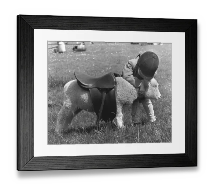 Framed Print : Child tries to ride with a saddle on a sheep