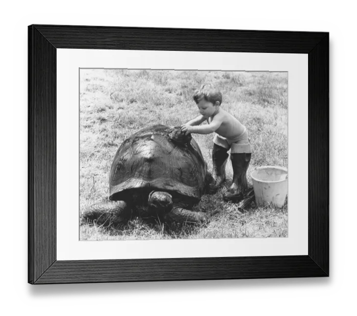 Framed Print : Boy washing a turtle, England, Great Britain