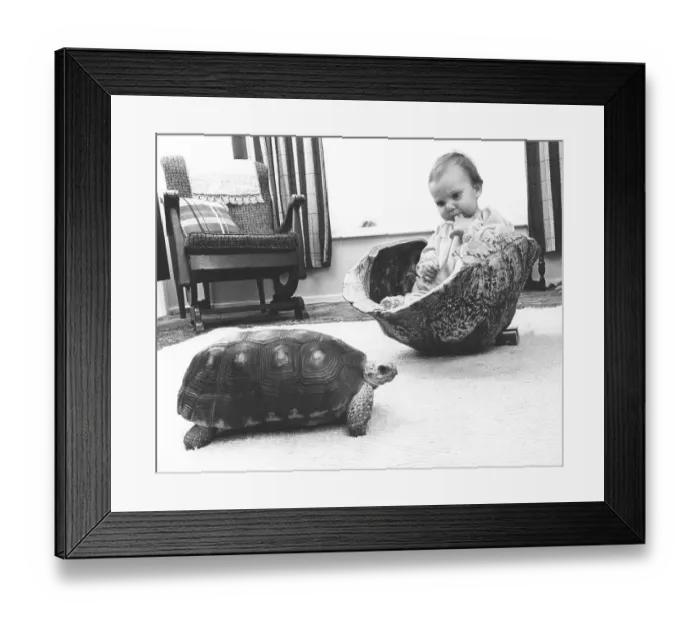 Framed Print : Toddler with turtle, England, Great Britain Framed Print : Toddler with turtle, England, Great Britain