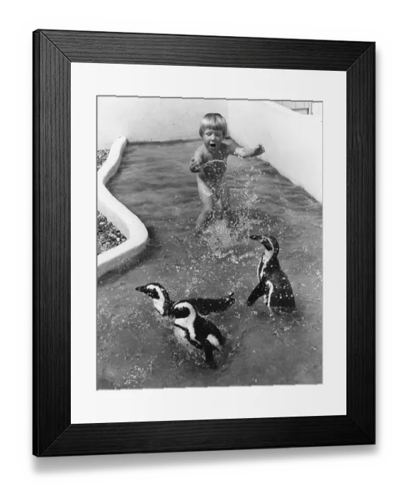 Framed Print : Three little penguins playing with child in the water
