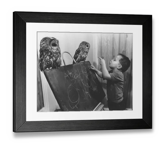 Framed Print : Two owls sitting on the board, England