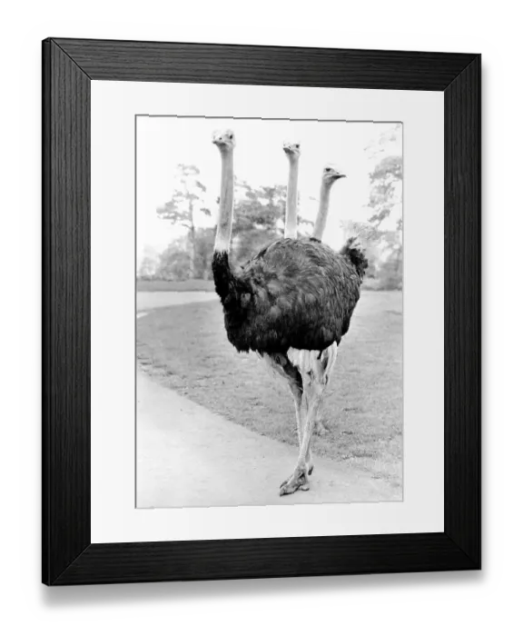 Framed Print : Ostrich with three heads, England, Great Britain