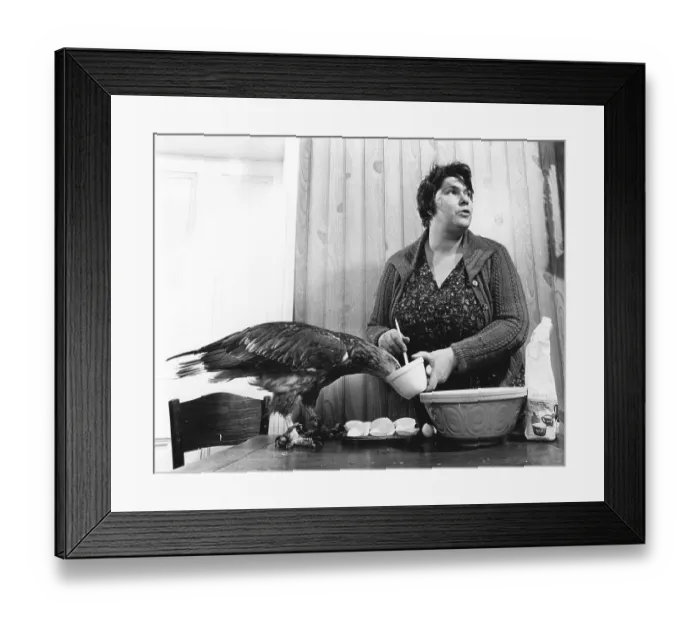 Framed Print : Woman feeding eagle, England, Great Britain
