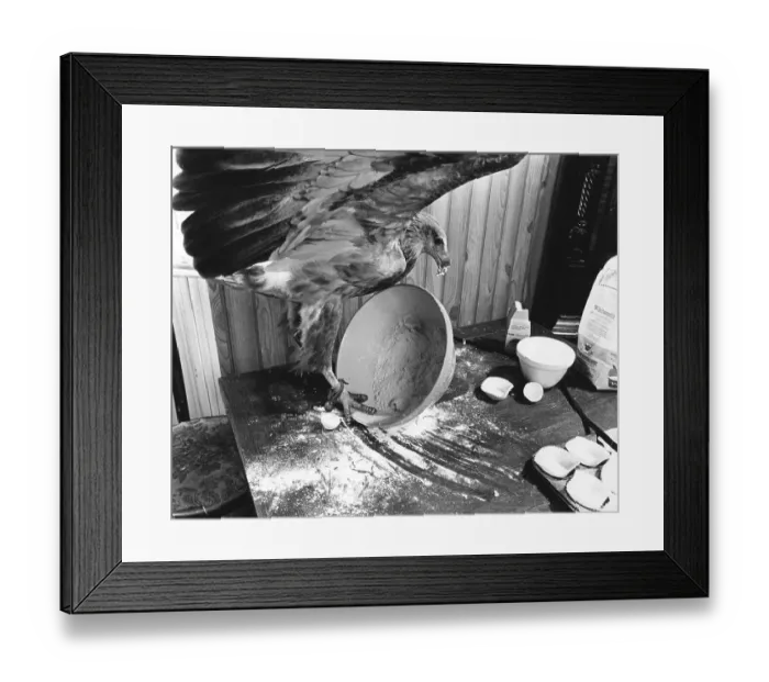 Framed Print : eagle eats from dishes, England, Great Britain Framed Print : eagle eats from dishes, England, Great Britain