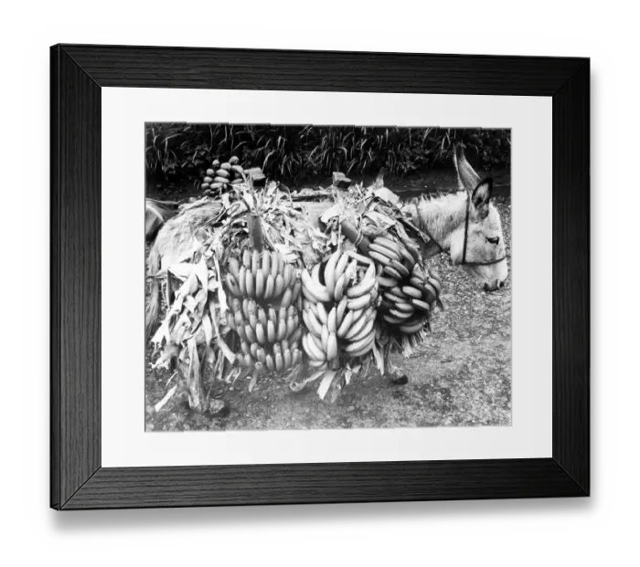Framed Print : Donkey wears banana plants, Mexico City